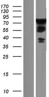 WASH1 (WASHC1) Human Over-expression Lysate
