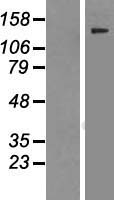 VIRMA Human Over-expression Lysate