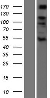ADAMTS6 Human Over-expression Lysate