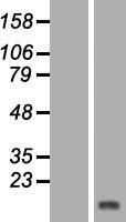 HBLD1 (ISCA2) Human Over-expression Lysate