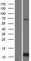 BID Human Over-expression Lysate