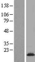 FAM36A (COX20) Human Over-expression Lysate