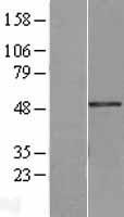 Breast cancer suppressor candidate 1 (VWA5A) Human Over-expression Lysate