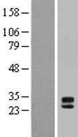 MPZL3 Human Over-expression Lysate