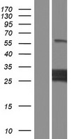 MLX Human Over-expression Lysate