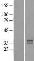 FOXR2 Human Over-expression Lysate