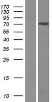 KBTBD3 Human Over-expression Lysate
