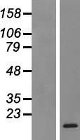 CXCL17 Human Over-expression Lysate