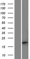 CENPS-CORT Human Over-expression Lysate