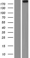 Agrin (AGRN) Human Over-expression Lysate