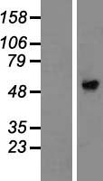 AMIGO3 Human Over-expression Lysate