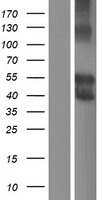 SIGLEC6 Human Over-expression Lysate