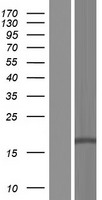 DLEU7 Human Over-expression Lysate