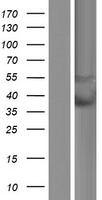 PYHIN1 Human Over-expression Lysate
