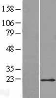 Stella (DPPA3) Human Over-expression Lysate