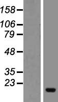 Profilin 4 (PFN4) Human Over-expression Lysate