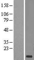 CD59 Human Over-expression Lysate