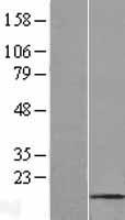 RPL13AP17 Human Over-expression Lysate