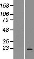 Stathmin 1 (STMN1) Human Over-expression Lysate