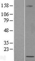 RBAKDN Human Over-expression Lysate