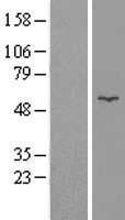 Glycerol kinase (GK) Human Over-expression Lysate