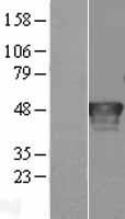 Ribonuclease Inhibitor (RNH1) Human Over-expression Lysate