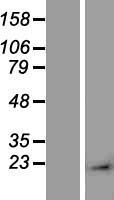 AMACR Human Over-expression Lysate