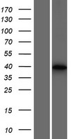 Inactive ubiquitin carboxyl terminal hydrolase 50 (USP50) Human Over-expression Lysate