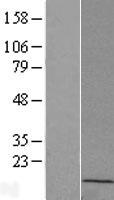 RPL23AP82 Human Over-expression Lysate