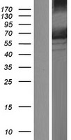 AMPK alpha 1 (PRKAA1) Human Over-expression Lysate