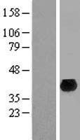 DENND10 Human Over-expression Lysate