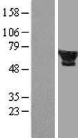 FTCD Human Over-expression Lysate