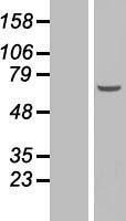 C3orf25 (EFCAB12) Human Over-expression Lysate
