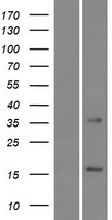 CLPSL2 Human Over-expression Lysate