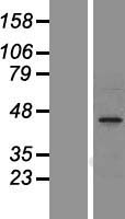 Nogo A (RTN4) Human Over-expression Lysate