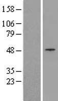 RFP2 (TRIM13) Human Over-expression Lysate