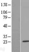 Methyltransferase like protein 10 (METTL10) Human Over-expression Lysate