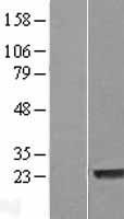 LYSMD1 Human Over-expression Lysate