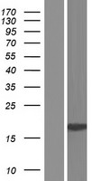 TRAPPC2B Human Over-expression Lysate