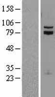 TCF12 Human Over-expression Lysate