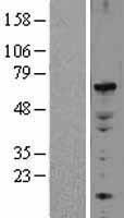ELF2 Human Over-expression Lysate