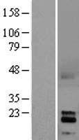 GDNF Human Over-expression Lysate