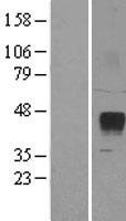 ZPBP2 Human Over-expression Lysate