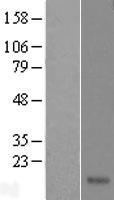 TAFA4 Human Over-expression Lysate