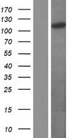 OGT Human Over-expression Lysate