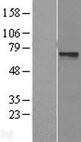 LRRTM3 Human Over-expression Lysate