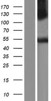 C14orf130 (UBR7) Human Over-expression Lysate