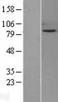 Snf1lk (SIK1) Human Over-expression Lysate