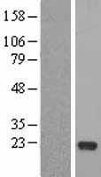 RFESD Human Over-expression Lysate