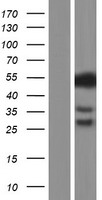 M-CSF (CSF1) Human Over-expression Lysate